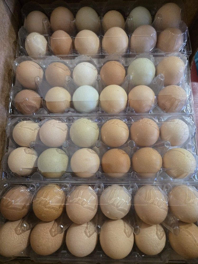 Organic Eggs 🥚