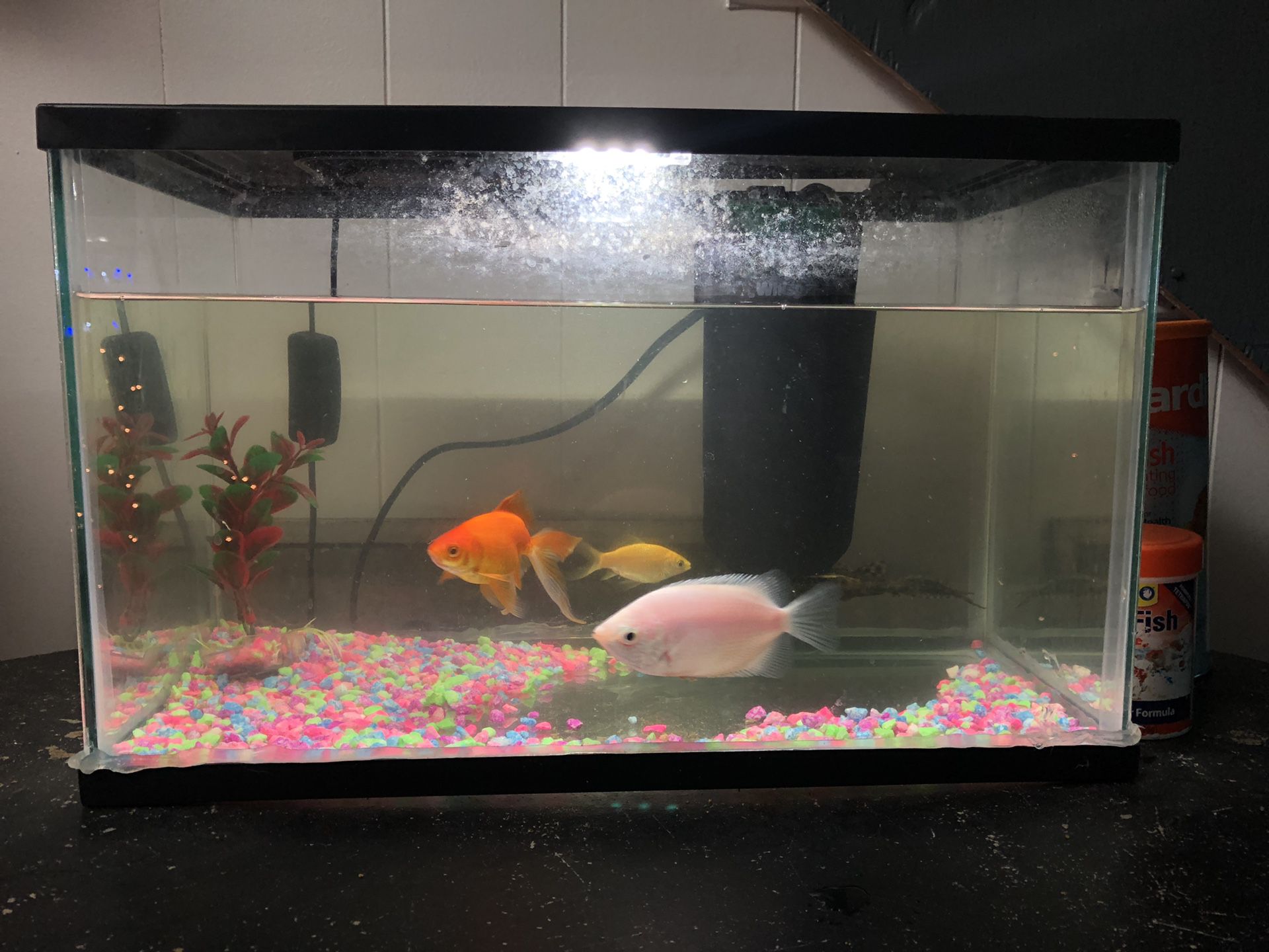 10gallon fish tank w/fish