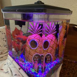 Two Half Gallon Fish Tank All Included