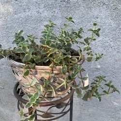 Calico Kitten Succulent Plant 