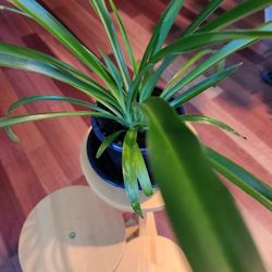 Spider indoor plant, Excellent Air Purifier