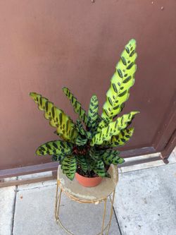 6” rattlesnake calathea