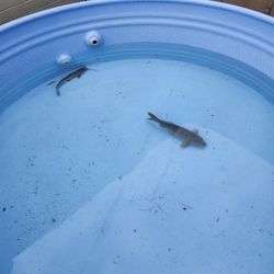 8ft Stock Tank. Galvanized Metal