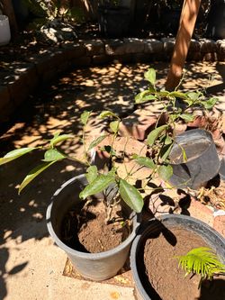 Tangerine Tree