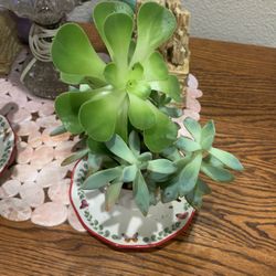 SUCCULENT PLNTS At A Beautiful Ceramic Cup