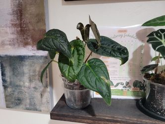 Antherium Luxurian House Plant