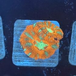 Orange Tiger Acan Display Decor