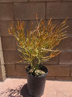 Fire Stick Suculent Cactus Plant