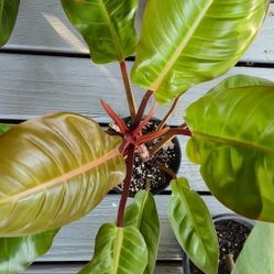 Orange Prince Philodendron Plant