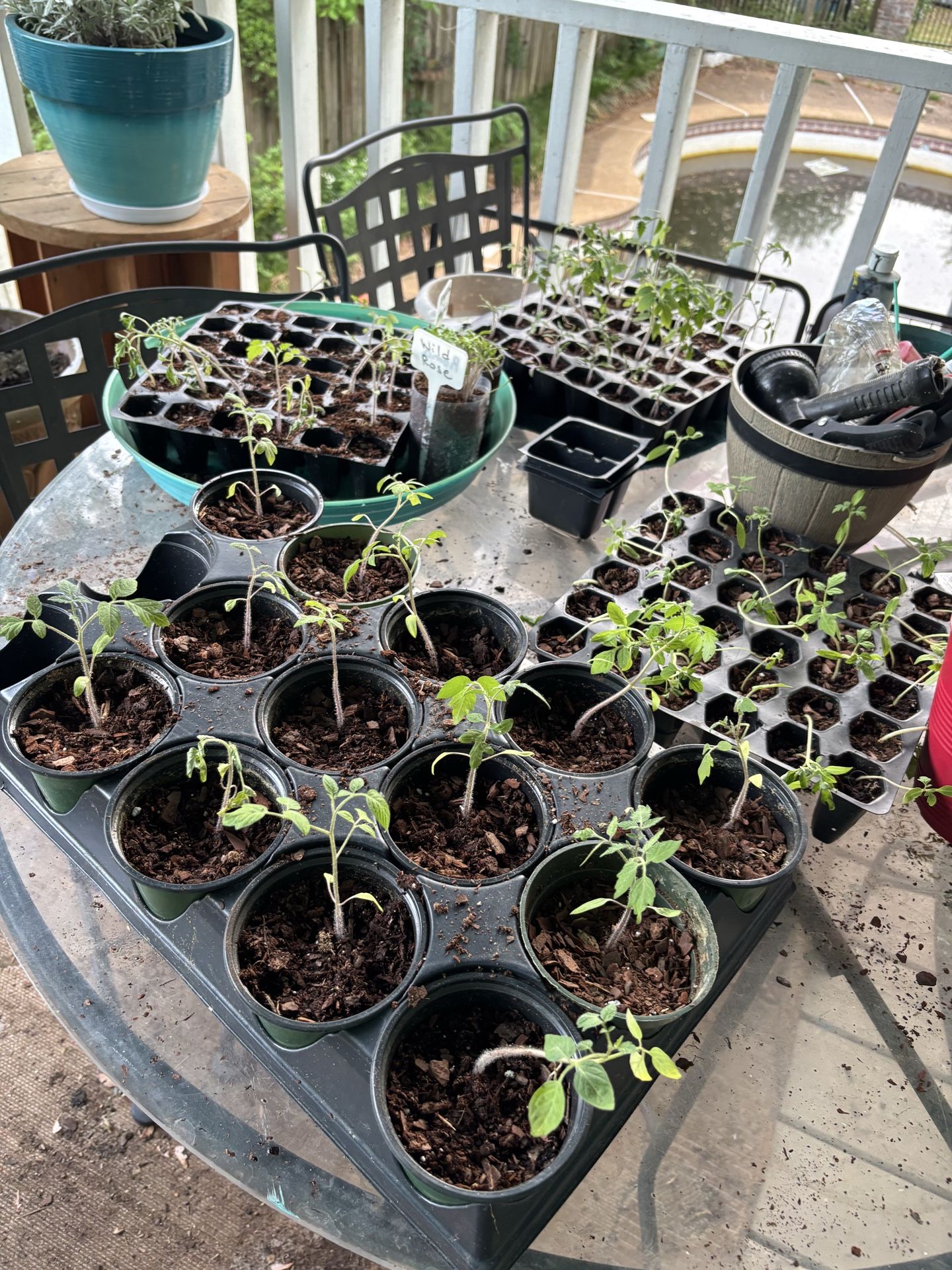 Tomato and pepper plants