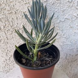 6 Inch Pot Succulent Plant - Curio Talinoides - Blue Straws / Blue Chalk Sticks - Rooted and Established -  Drought Resistant 🪴 