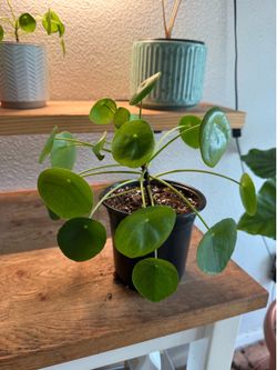 Chinese Money Plant