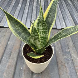 Snake Plant 15