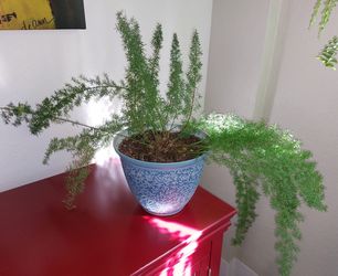 Foxtail Fern in Decorative Blue Pot