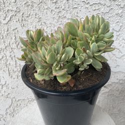 1.5 Gallon Pot Succulent Plant - Crassula Swaziensis Variegata - Money Maker Variegated - Rooted & Established Plant - Drought Resistant 🪴