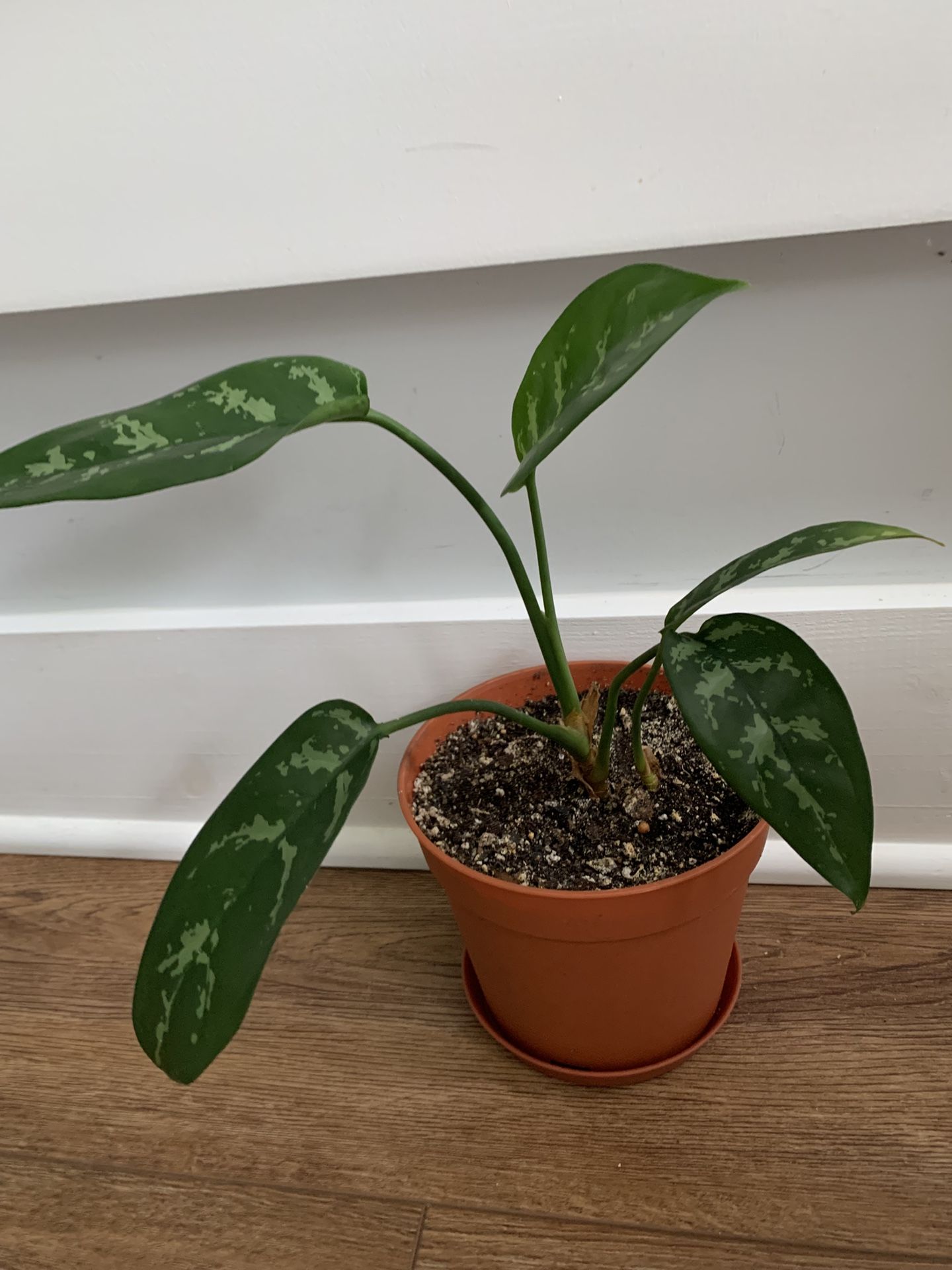 Medium Size Aglaonema  Maria House Plant