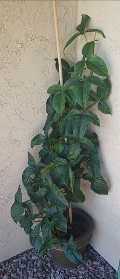 Plant