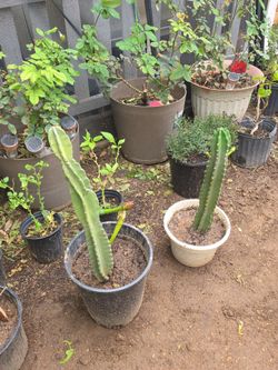 Apple cereus cactus