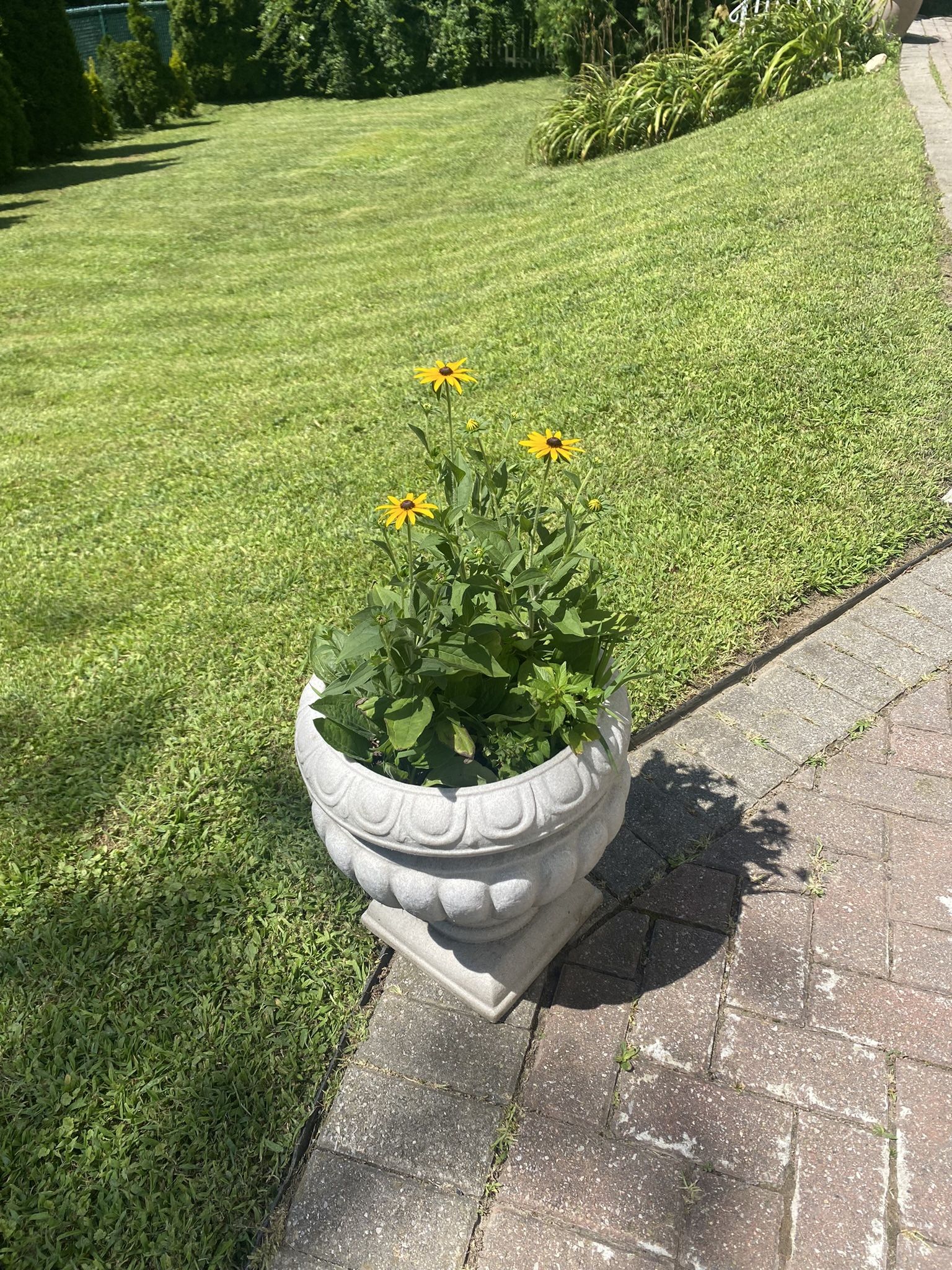 Black Eye Susan’s Are Ready 