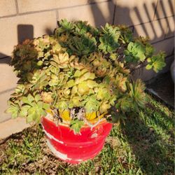 LAGRE PLANT AND POT. HALF POT TO PUT NEAR A WALL
