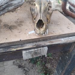 Dog skull