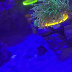 Fake Fish Tank Corals