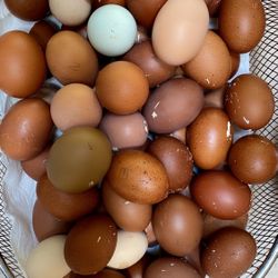 Farm Fresh Eggs Organic 