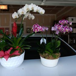 BEAUTIFUL ORCHIDS !!!!!!!!!!