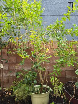 Pomegranate tree (Russian variety) 10ft tall in 15 gal
