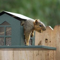 Durable Bird Proof Squirrel Feeder