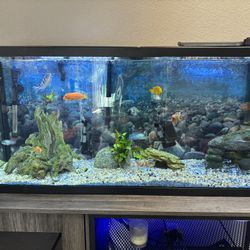 I'm selling my aquarium, I live in Bothell