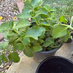Mexican Mint