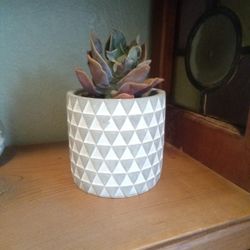 Potted Succulent