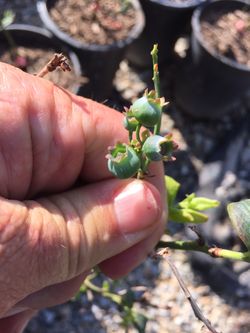 🫐 BLUEBERRY BUSHES- HOMEGROWN GOODNESS STARTS HERE! 🌿