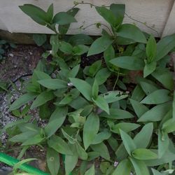 Bundles Of Purple Plants $10.00 (Serious Buyers) cash only 