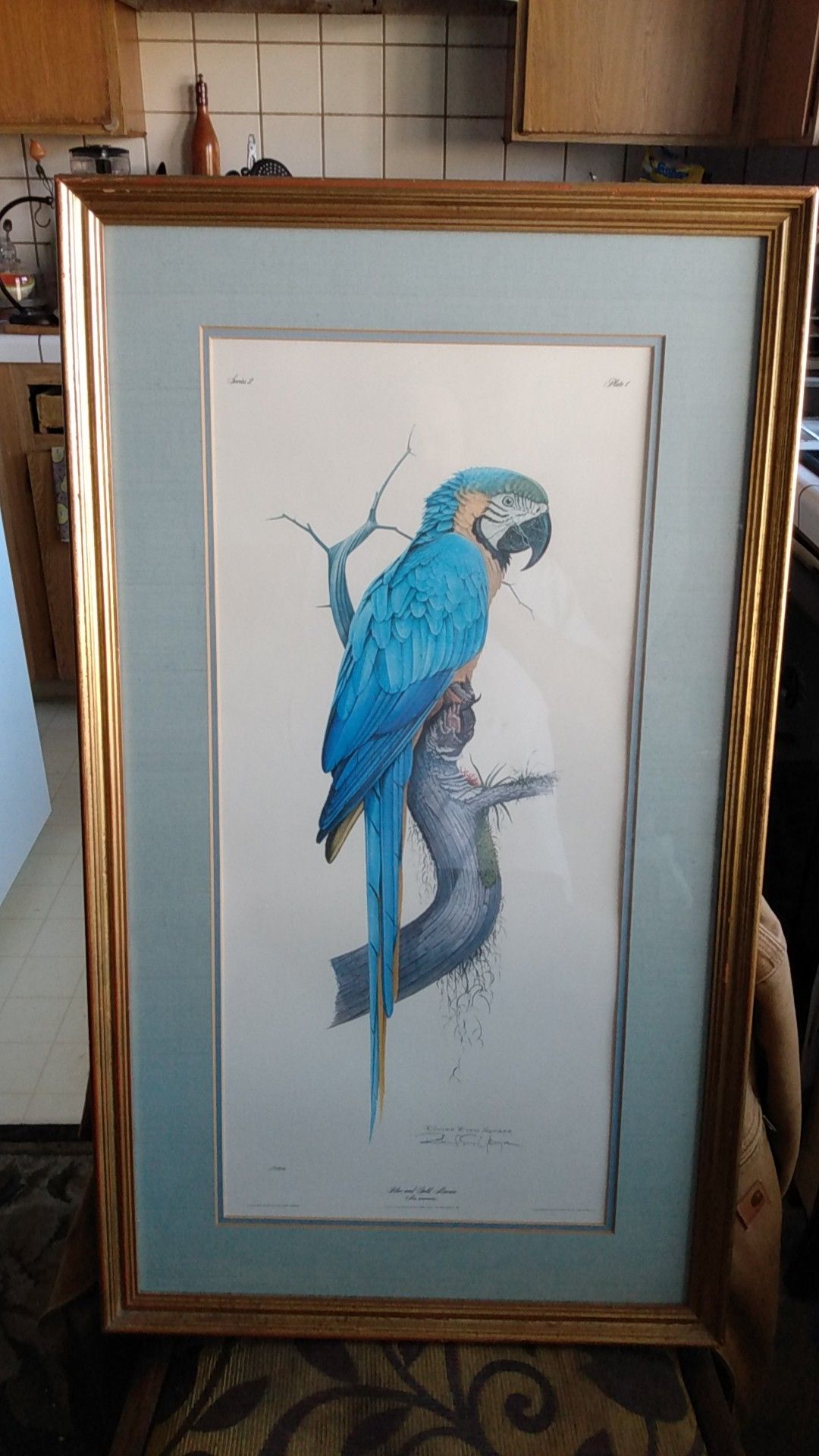 Blue and gold Macaw ,12"38" Professionally matted, framed 👍