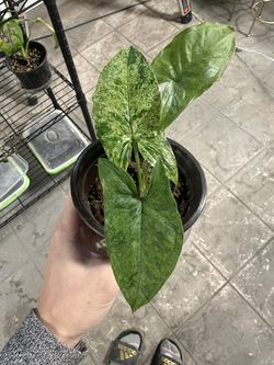 Syngonium Mojito