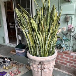 Beautiful Plant Heavy Pot 