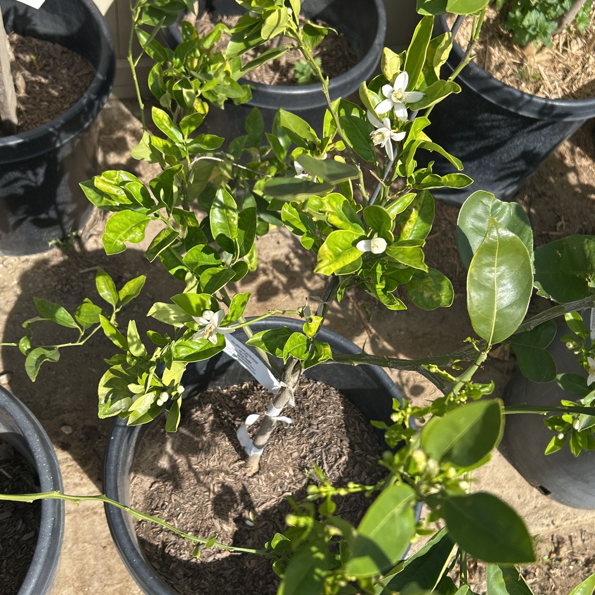 Fruiting Washington Naval Orange Tree 15 Gallon