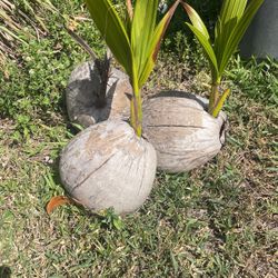 Caribbean coconut Plants. 