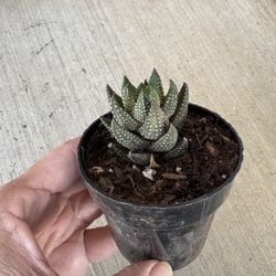 Wart Succulent Plant 