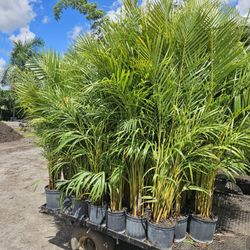 Huge Arecas Over 4 Feet Tall Instant Privacy Hehe For Fence