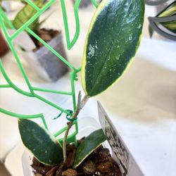 Hoya Acuta Over Variegated 