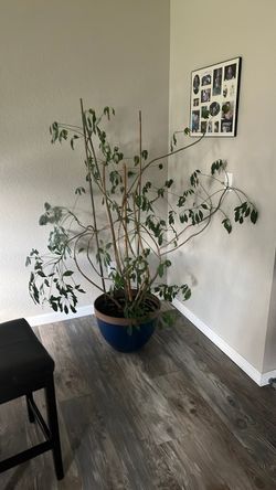 House plant