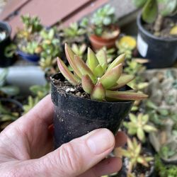 Succulents In 2” Pots