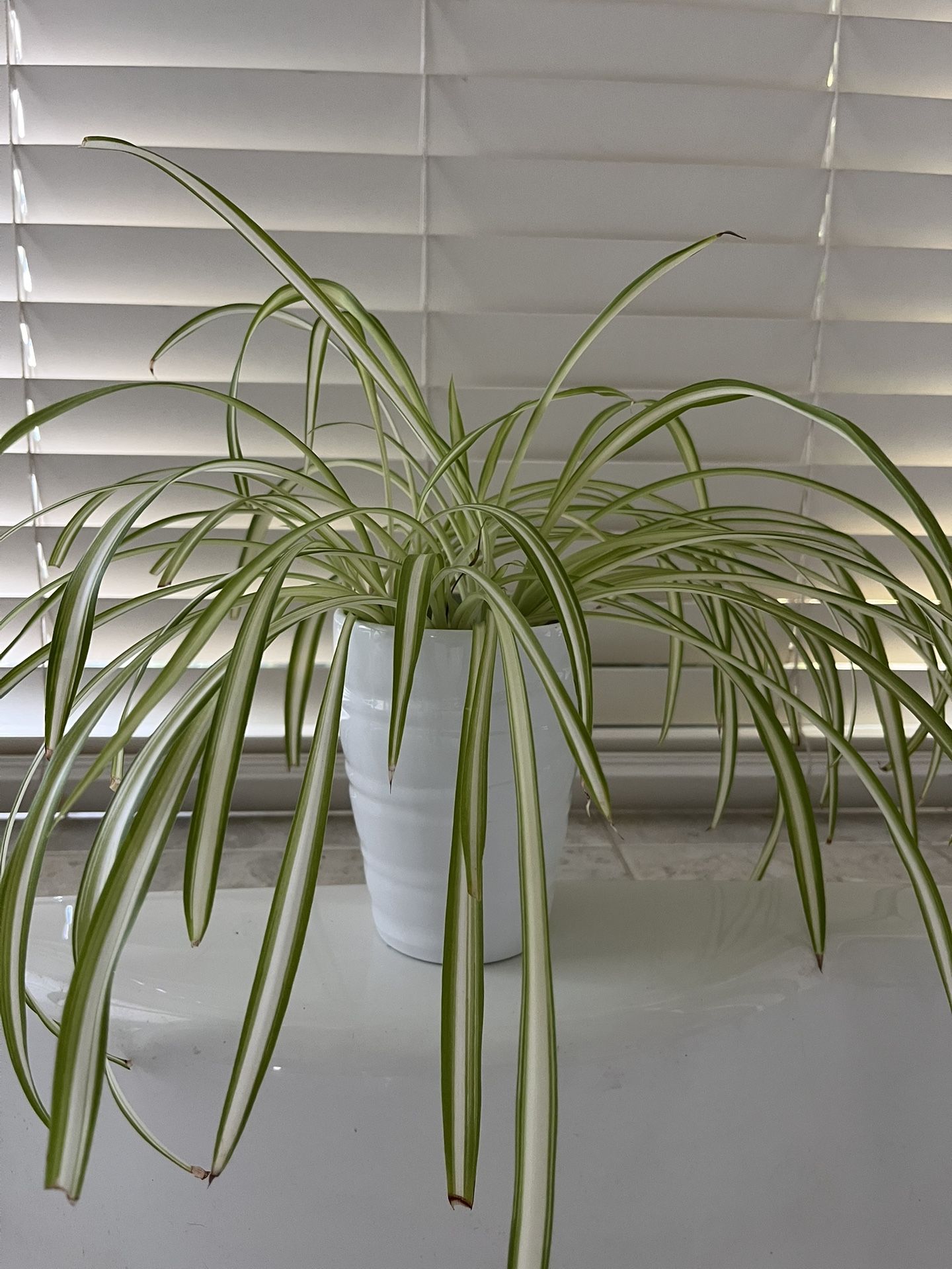 Spider Plant In Ceramic Pot