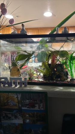 Tanke para peces
