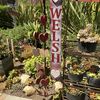 Gene's Succulents