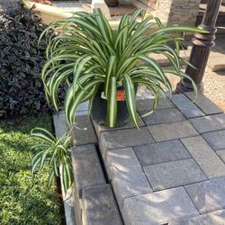 Spider Plant 