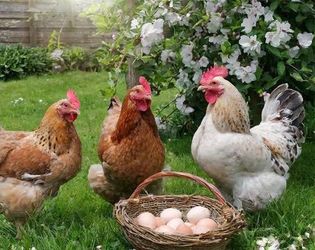 Fresh eggs 🥚 for sale